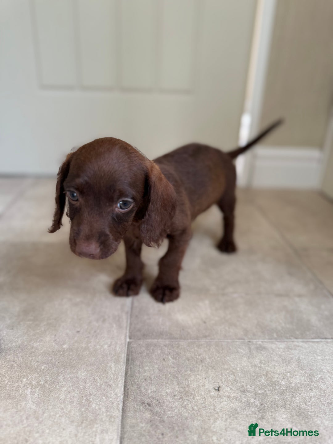 Doxiepoo dogs for sale: Daxi poos - Image 13