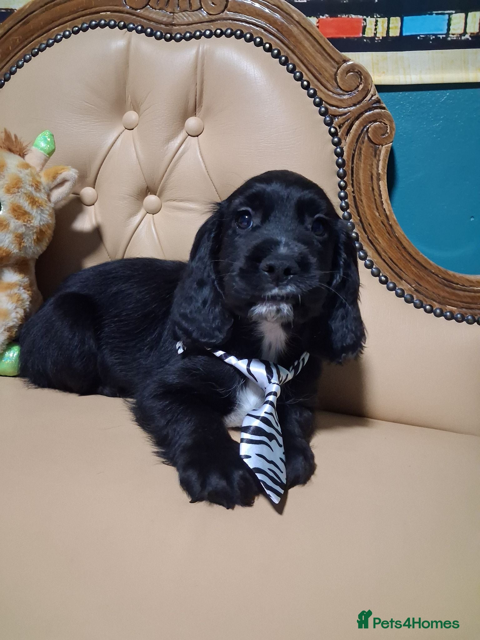Cocker Spaniel dogs 3 lovely kc working cocker spaniels DNA  clear  - Advert 7