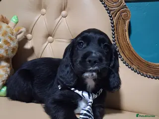 Cocker Spaniel dogs READY TO LEAVE 3 lovely kc working cocker spaniels - Advert 6