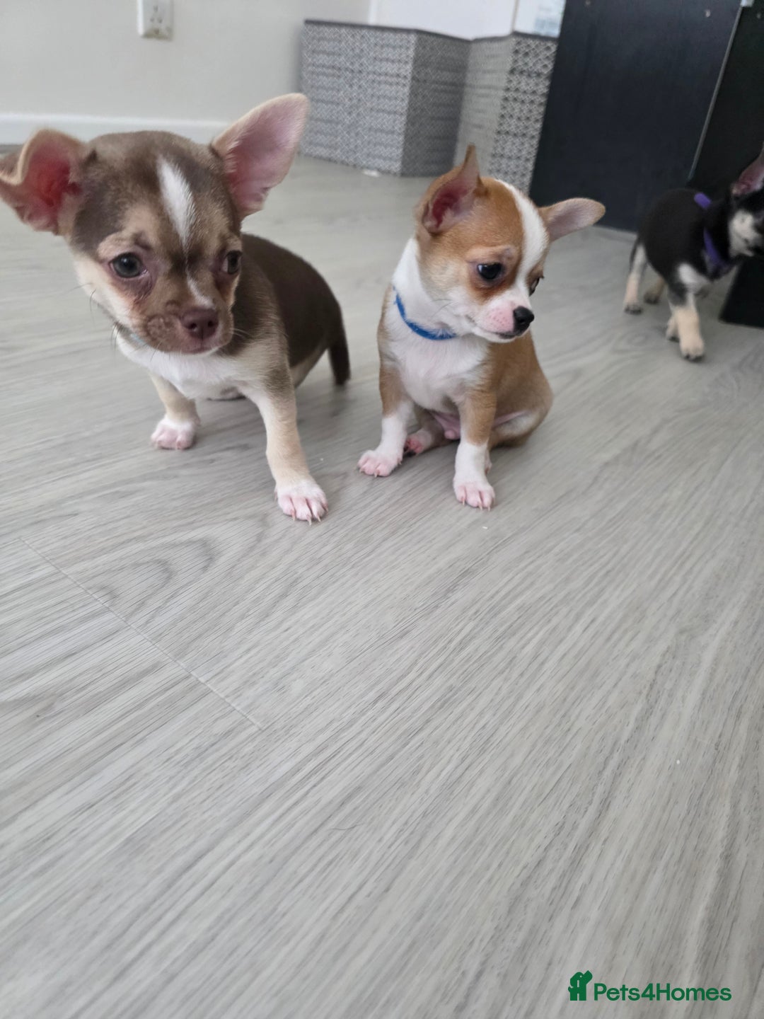 Chihuahua dogs for sale: Chihuahua Puppies 20TH  READY TO GO  - Advert 3