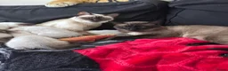 Siamese cats for sale: Siamese kittens - Advert 8