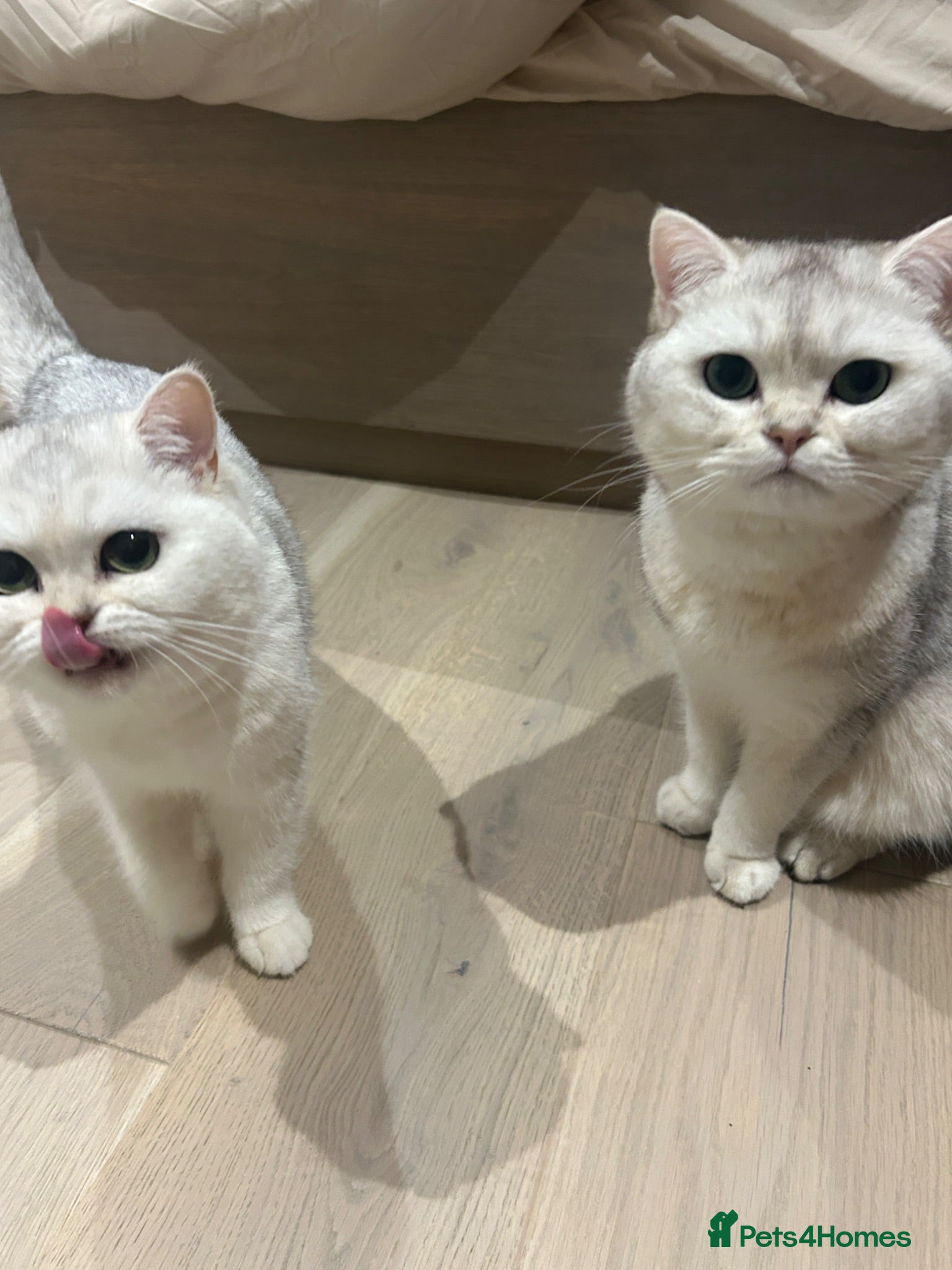 British Shorthair cats Bonded Pair of British Shorthairs - Advert 3