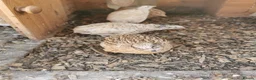 Quail poultry for sale: Mixed Coturnix Quail chicks"mixed ages"see descrip - Advert 4