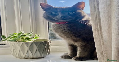 Russian Blue cats - Advert 6