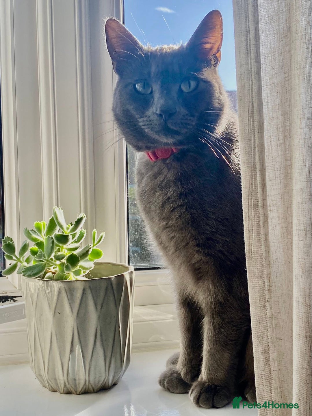 Russian Blue cats for sale: 2 Yr Male Russian Blue fo sale - Image 2