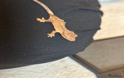 Gecko reptiles for sale: Brown Dalmatian Crested Gecko in Banbury - Image 10