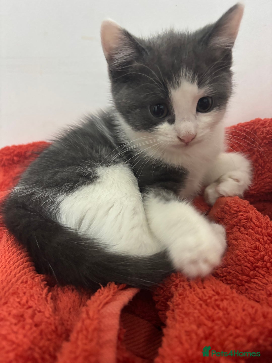 Mixed Breed cats for sale: Stunning Solid Blue/Grey Kitten-Rare Chunky Build - Advert 14