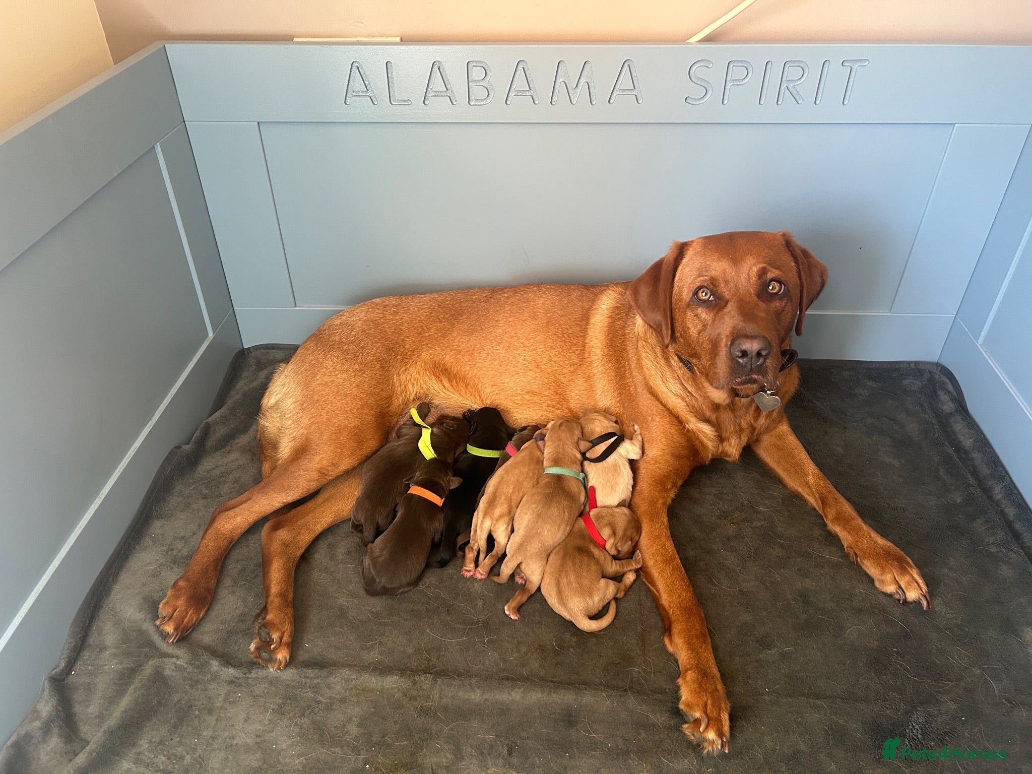 Labrador Retriever dogs KC Registered Labrador Puppies - Advert 7