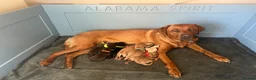 Labrador Retriever dogs for sale: KC Registered Labrador Puppies - Advert 1