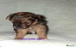 Mixed Breed dogs for sale: Yorkshire Terrier x Pomeranian Puppys - Advert 21