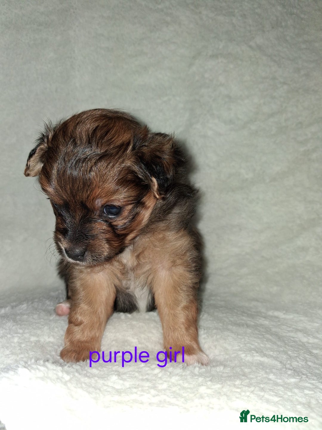 Mixed Breed dogs for sale: Yorkshire Terrier x Pomeranian Puppys - Advert 21