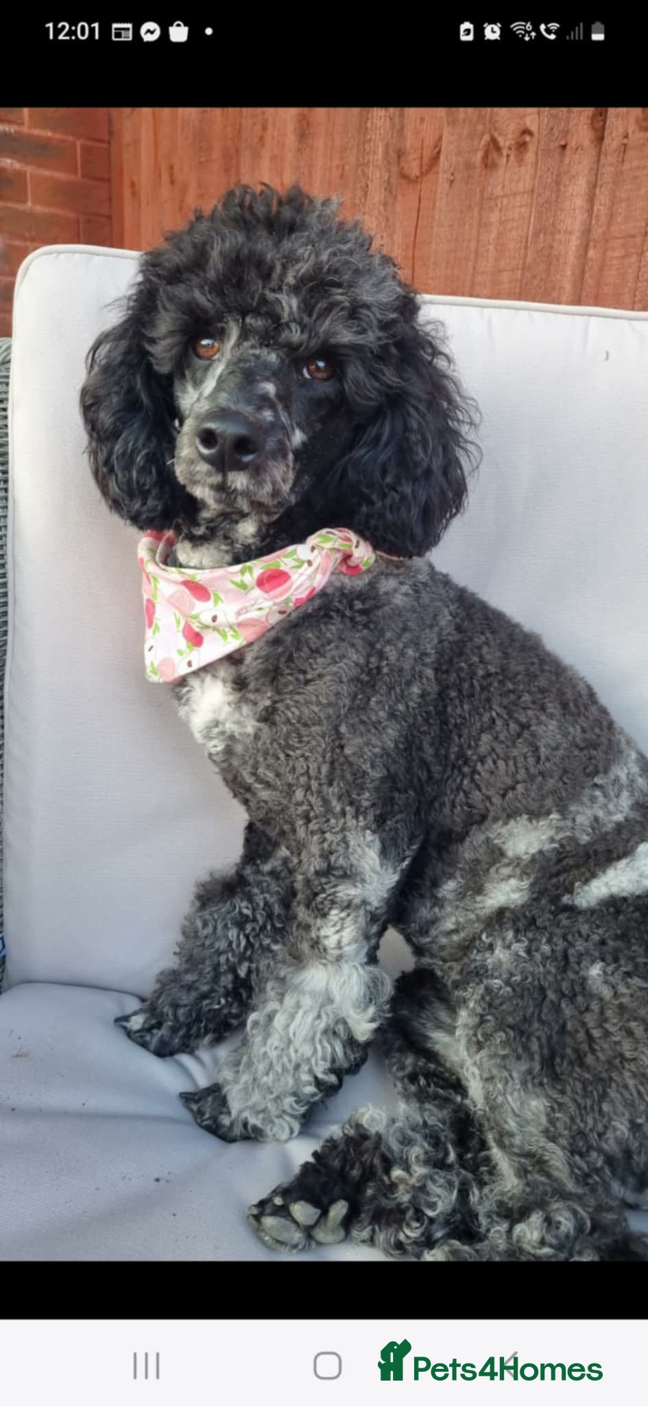 Cockapoo dogs Beautiful F1B blue merle miniature poodle  - Advert 3