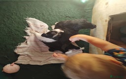 Border Collie dogs for sale: Border Collie 3/4 Kelpie 1/4 puppies - Image 9