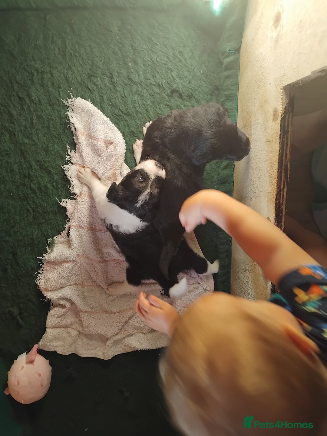 Border Collie dogs for sale: Border Collie 3/4 Kelpie 1/4 puppies - Image 9