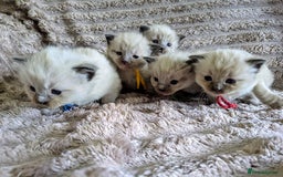 Ragdoll cats for sale: Beautiful Mink Seal Ragdolls  - Image 6
