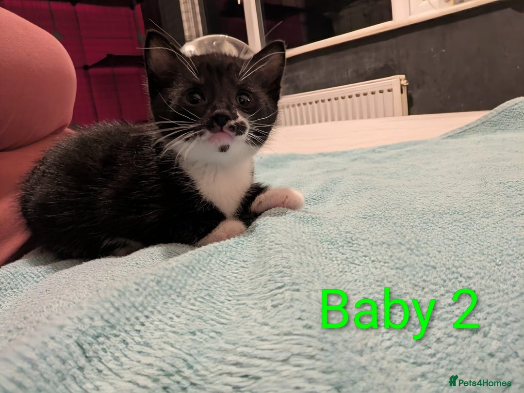 Mixed Breed cats for sale: Ready for our new adventure 🐾 - Image 7
