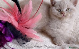 British Longhair cats for sale: Stunning British Longhair Boys TICA Registered - Image 14