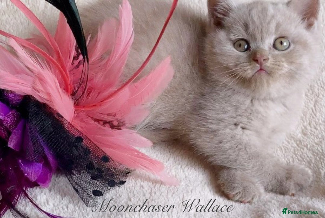 British Longhair cats for sale: Stunning British Longhair Boys TICA Registered - Image 14