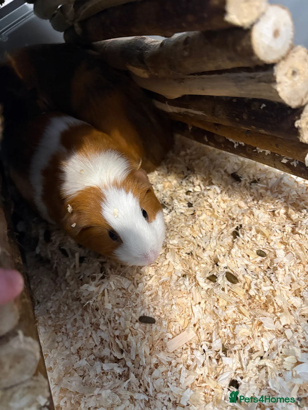 Guinea Pig rodents for sale: 4 Female Guinea Pigs - Advert 3
