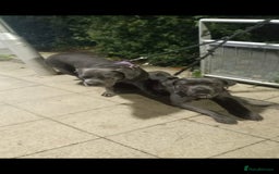 Cane Corso dogs for sale: Beautiful Blue Cane Corso Puppies - Image 14