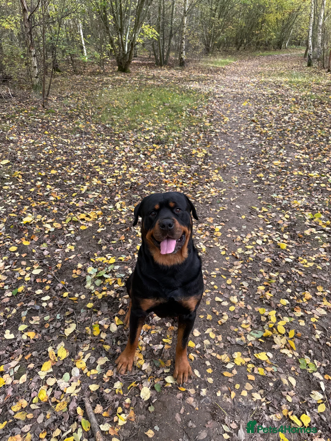 Rottweiler dogs for stud: Rottweiler For Stud - Advert 2