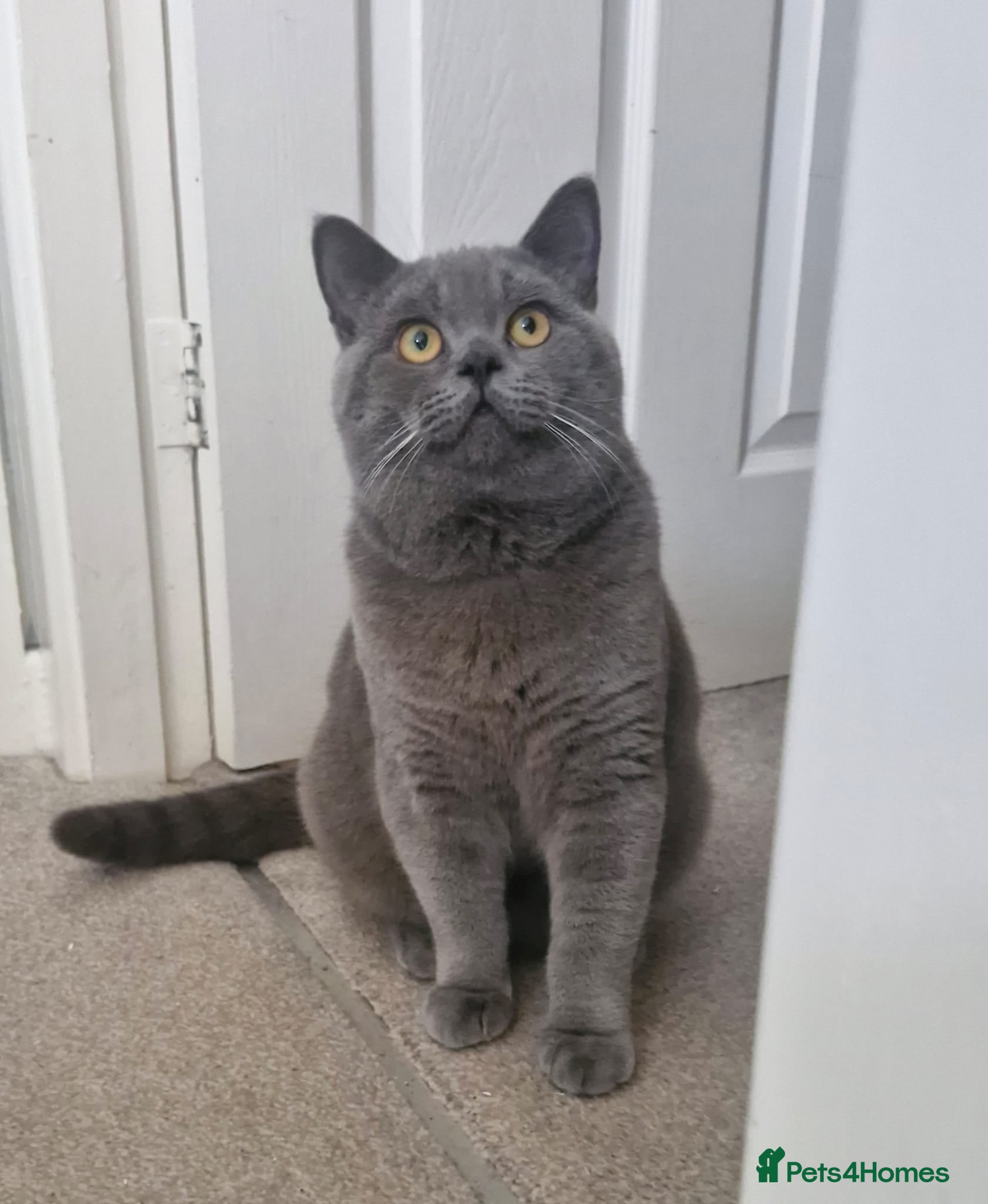 British Shorthair cats Stunning male british shorthair  - Advert 1