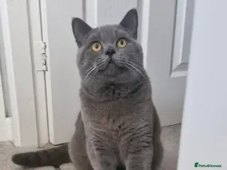 British Shorthair cats Stunning male british shorthair - Advert 1