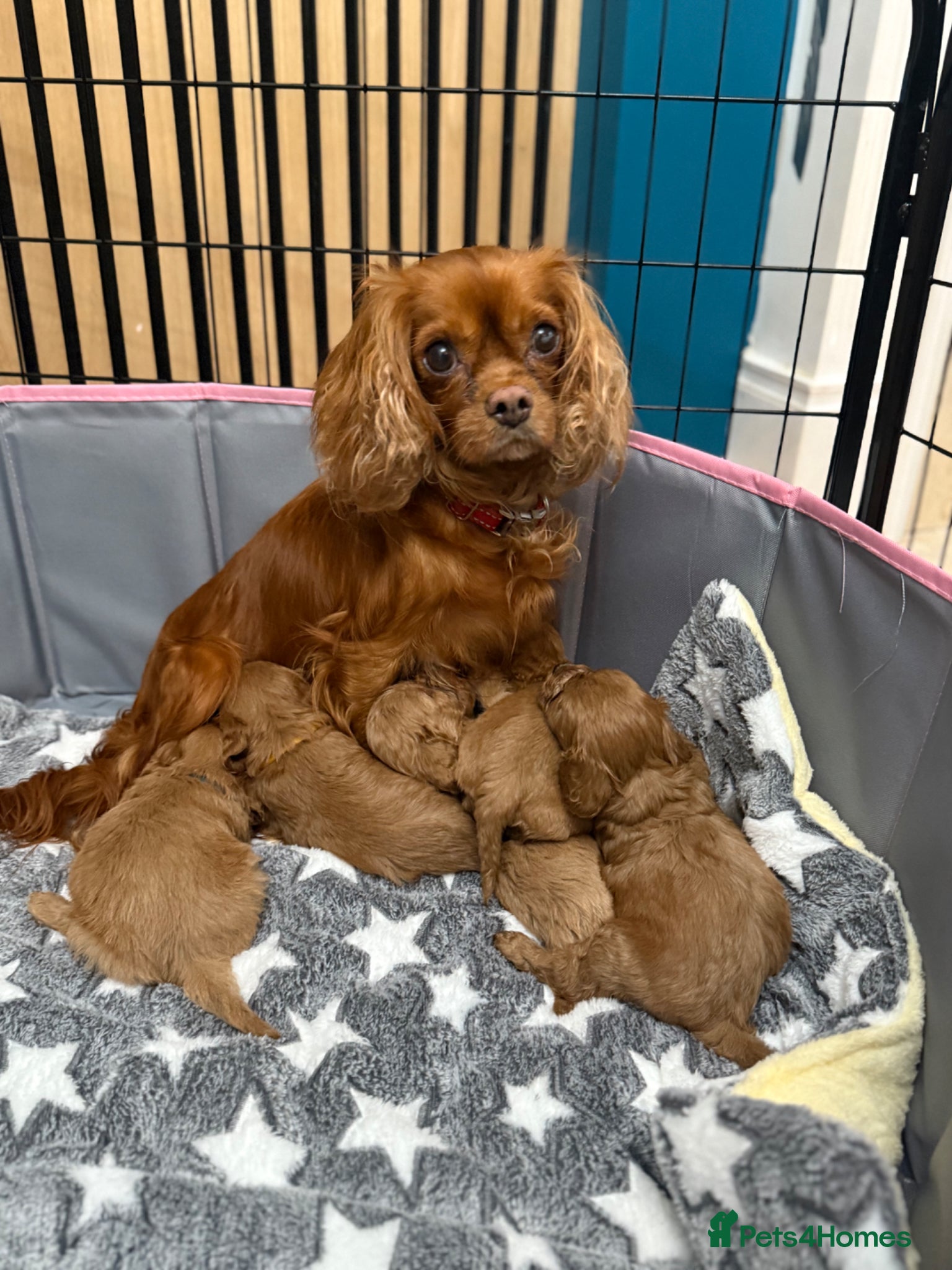 Cavapoo dogs for sale: Stunning F1 Ruby Red Cavapoos - Advert 13