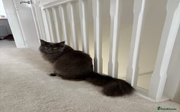 Maine Coon cats for sale: Maine Coon Girl - Image 1