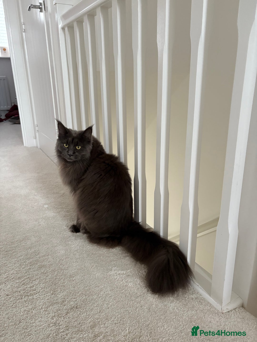 Maine Coon cats for sale: Maine Coon Girl - Image 1