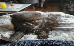 Pomeranian dogs for sale: TINY miracle KC Pomeranian 907grams at 16 weeks - Image 17