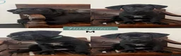 Cane Corso dogs for sale: Cane Corso Puppies - Advert 10