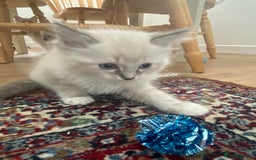 Ragdoll cats for sale: Stunning ragdoll kittens - Image 10
