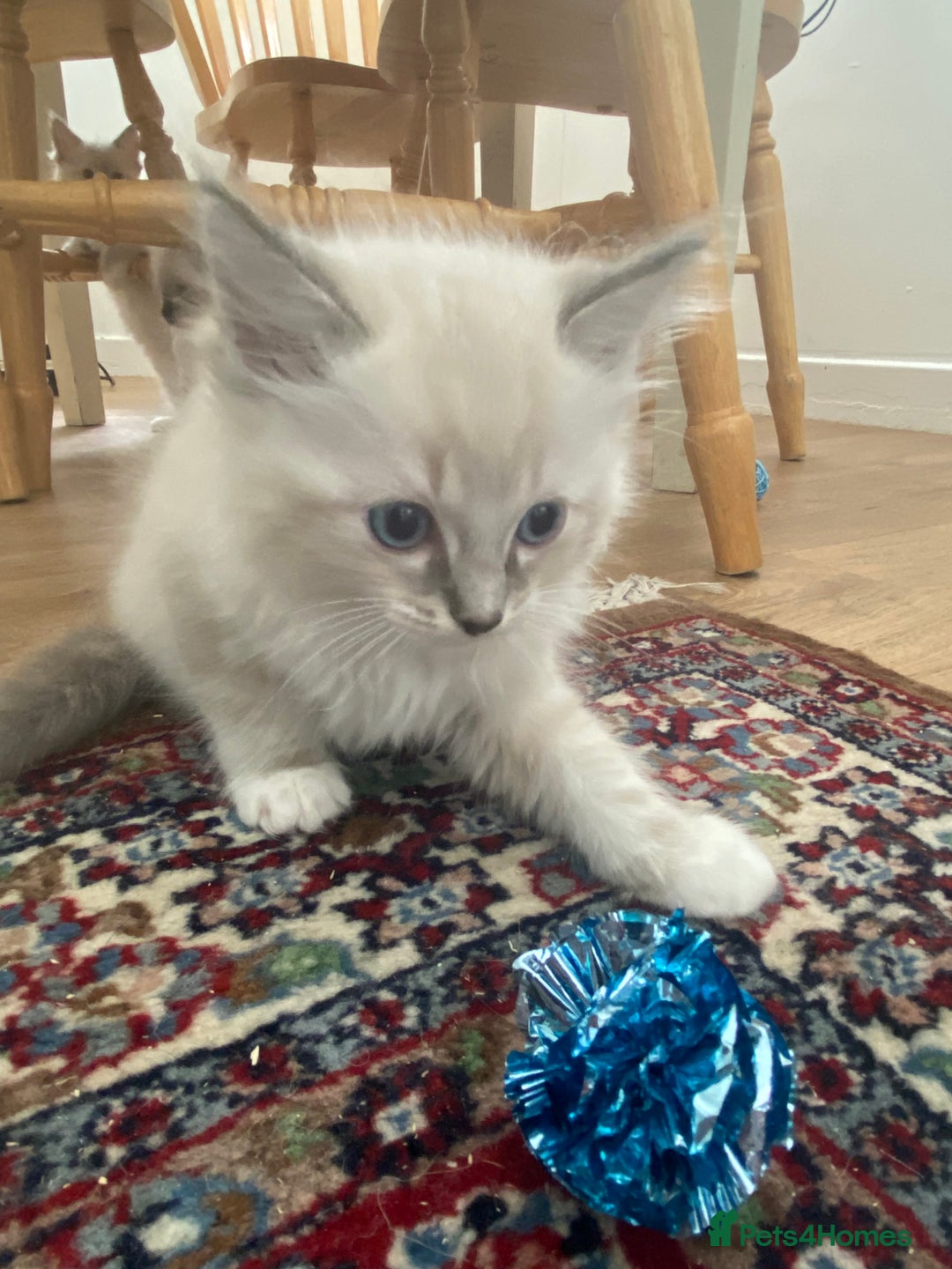 Ragdoll cats for sale: Stunning ragdoll kittens - Image 10
