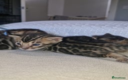 Bengal cats for sale: Pedigree Health Tested TICA Bengal Kittens - Image 26
