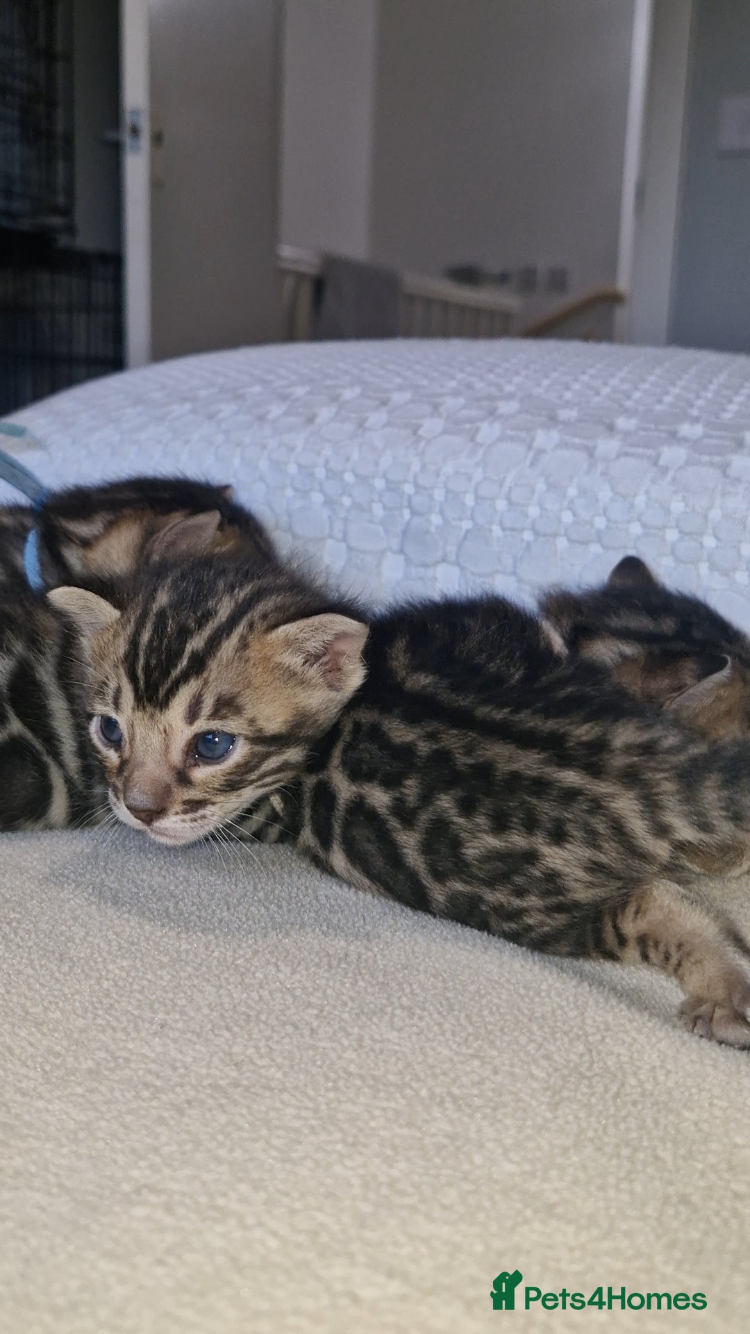 Bengal cats for sale: Pedigree Health Tested TICA Bengal Kittens - Image 26