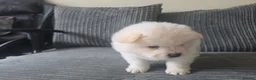 Chow Chow dogs for sale: 🐾Tiny trouble makers, ready to rule your home🐻 - Advert 19
