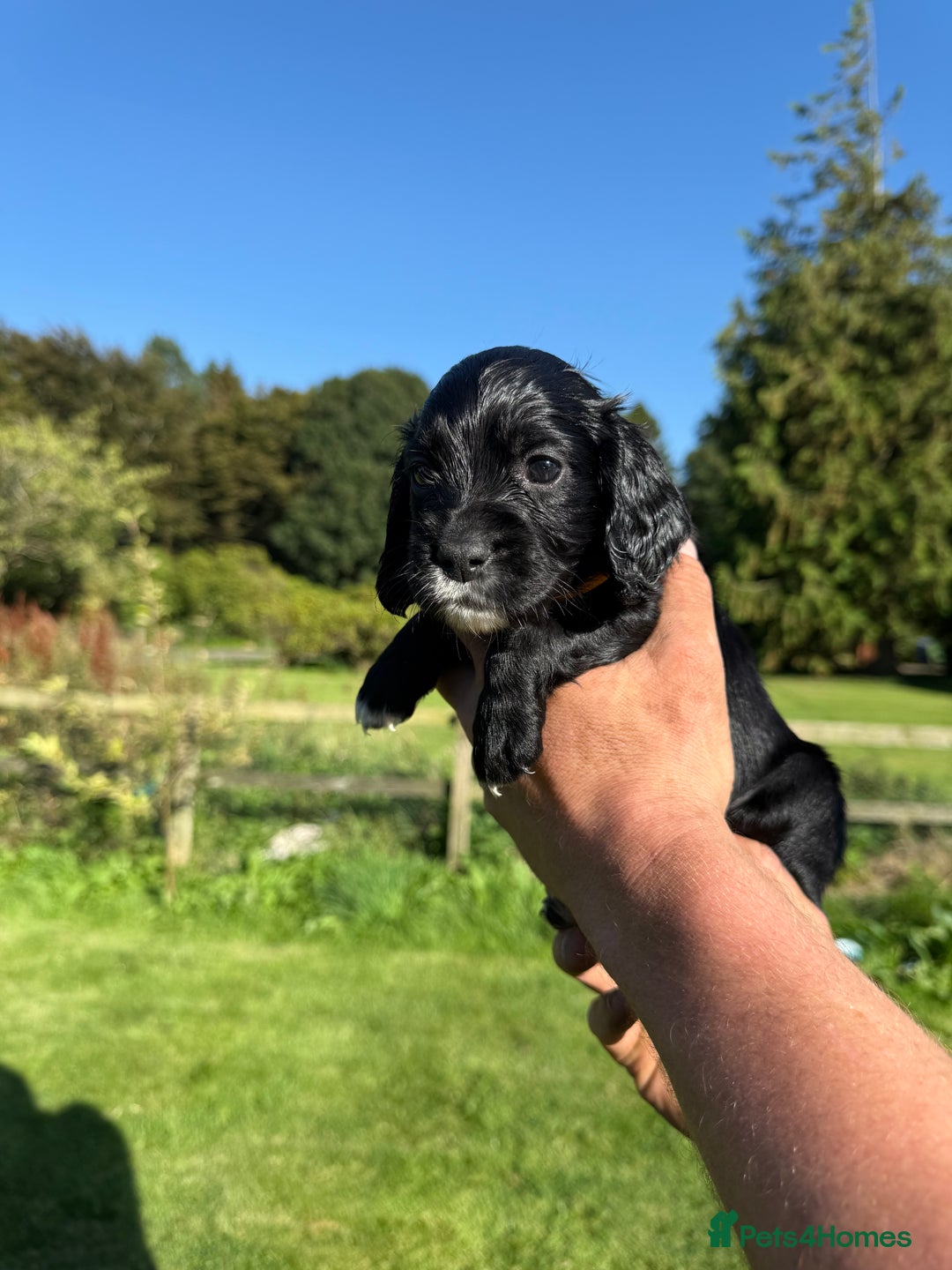 Cocker Spaniel dogs for sale: Working cocker spaniel - Image 12