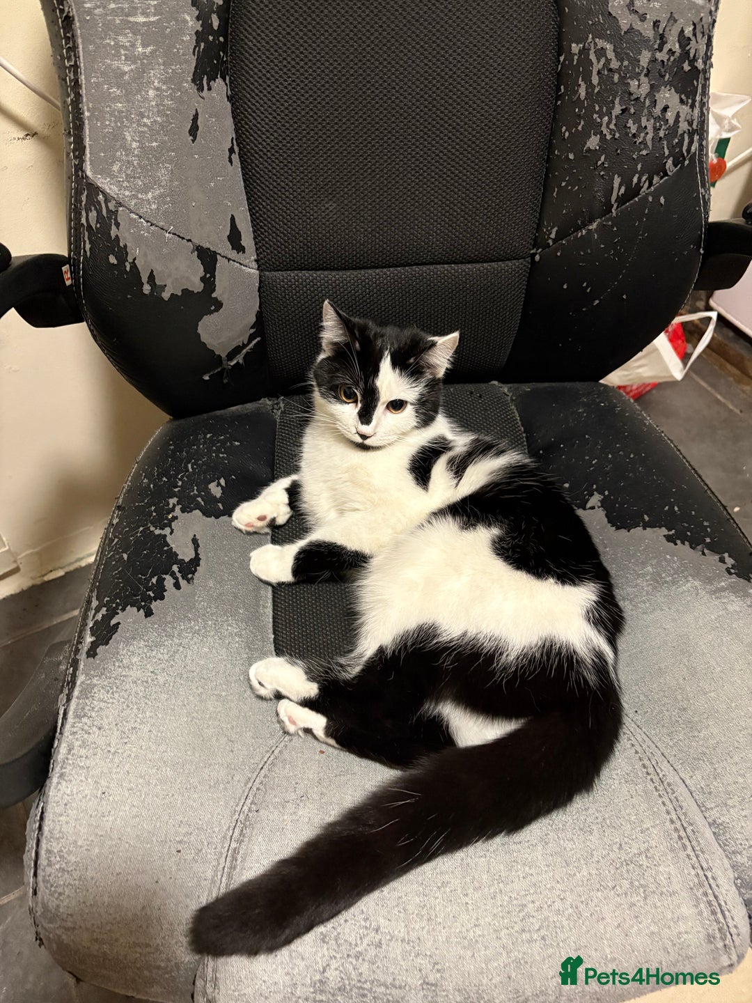 Mixed Breed cats for sale: 9 months female cat  - Advert 1