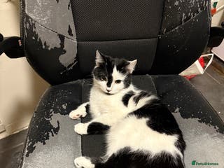 Mixed Breed cats 9 months female cat - Advert 7