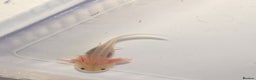Axolotl reptiles for sale: Baby leucistic axolotls for sale.  - Advert 3