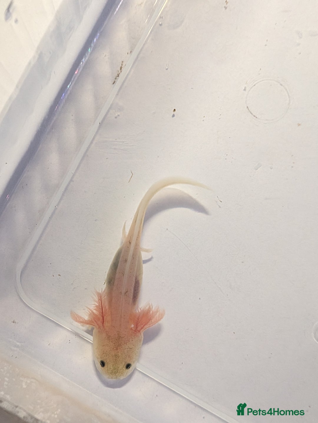 Axolotl reptiles for sale: Baby leucistic axolotls for sale.  - Advert 3