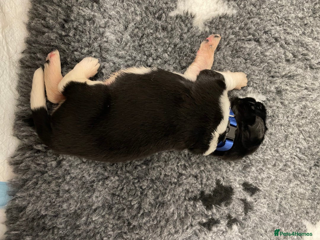 Newfoundland dogs for stud: KC REGISTERED NEWFOUNDLAND STUD HEALTH TESTED  in Basildon - Advert 24