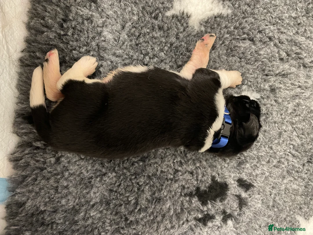 Newfoundland dogs for stud: KC REGISTERED NEWFOUNDLAND STUD HEALTH TESTED  in Basildon - Advert 24