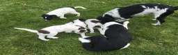 Mixed Breed dogs for sale: Sprollies - Advert 5