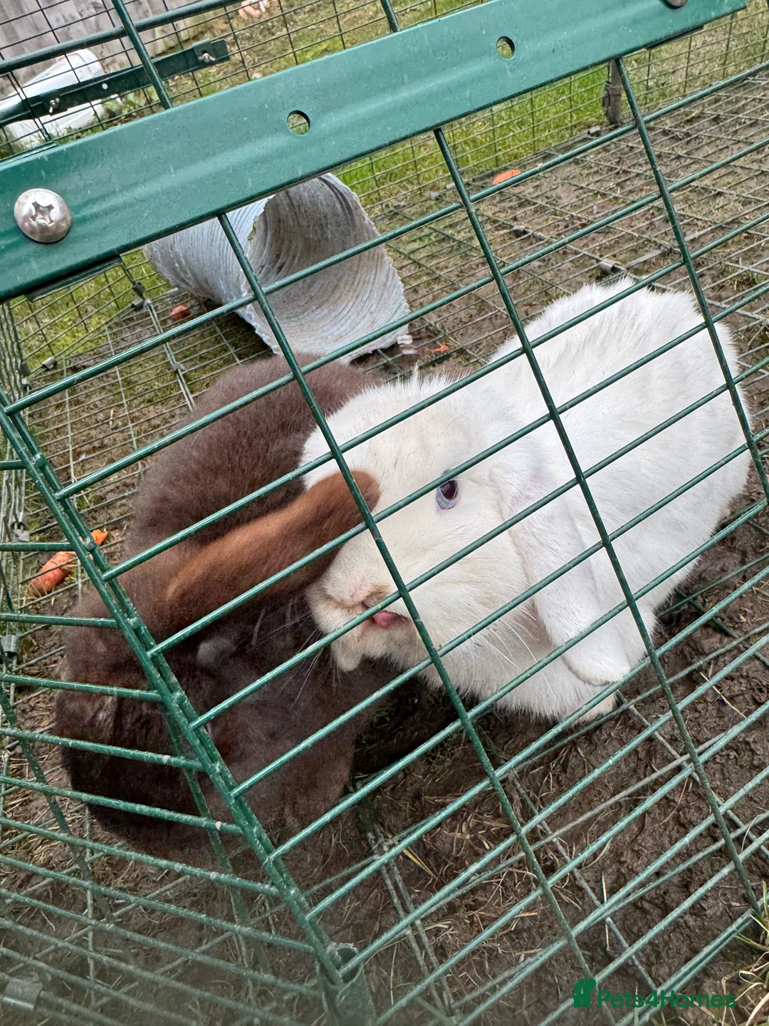 Mini Lion Lop rabbits for sale:  **   - Advert 4