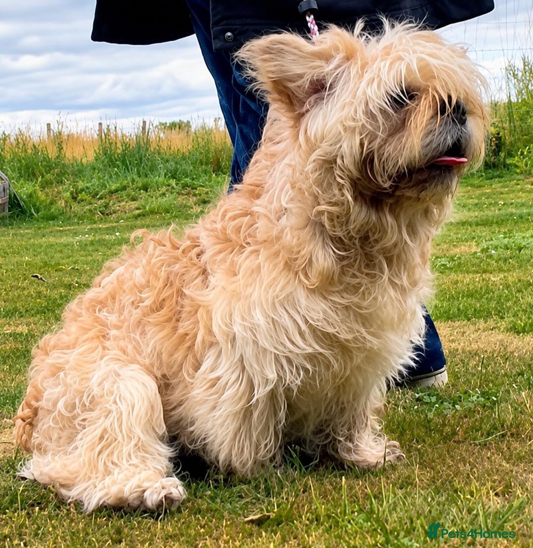 Mixed Breed dogs Merle female Floodles - Advert 4
