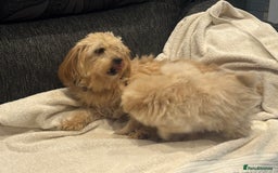 Cockapoo dogs for sale: Cockapoo puppies  - Image 12