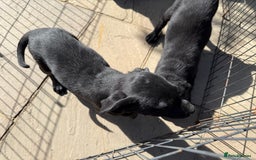 Labrador Retriever dogs for sale: Stunning black Labrador puppies  - Image 12