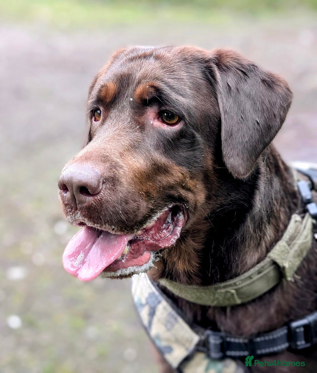 Mixed Breed dogs for sale: F1 MASTADOR PUPPIES  - Advert 8
